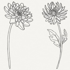 May include: Two black and white line drawings of chrysanthemums. The flowers are drawn in a realistic style with detailed petals and leaves.