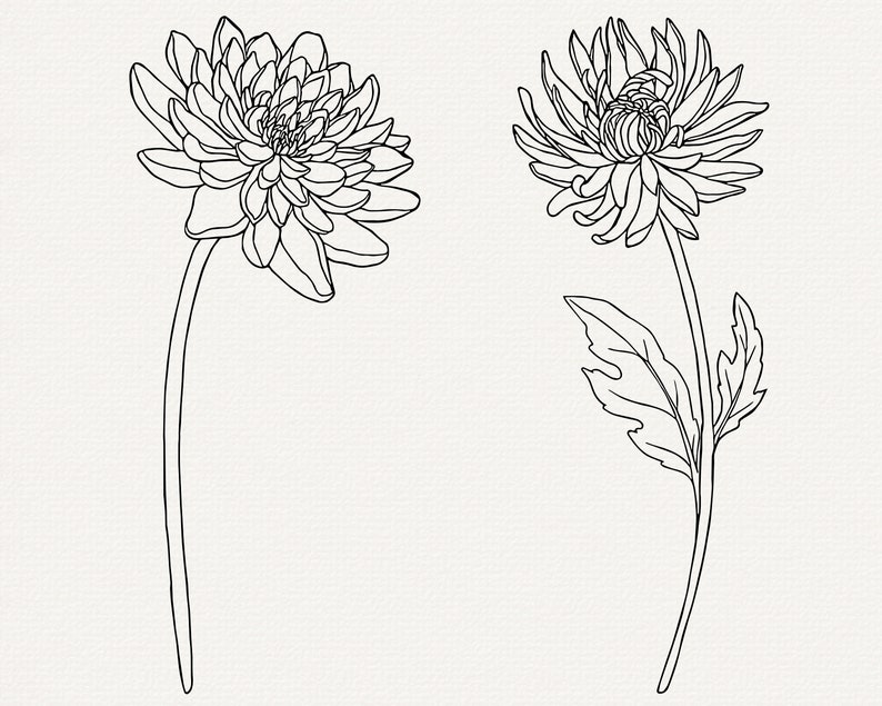 May include: Two black and white line drawings of chrysanthemums. The flowers are drawn in a realistic style with detailed petals and leaves.