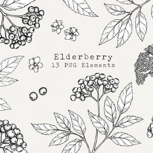 Imágenes prediseñadas de saúco, ilustración de saúco dibujada a mano, arte lineal de plantas medicinales, imágenes prediseñadas botánicas de hierbas, gráficos para uso comercial
