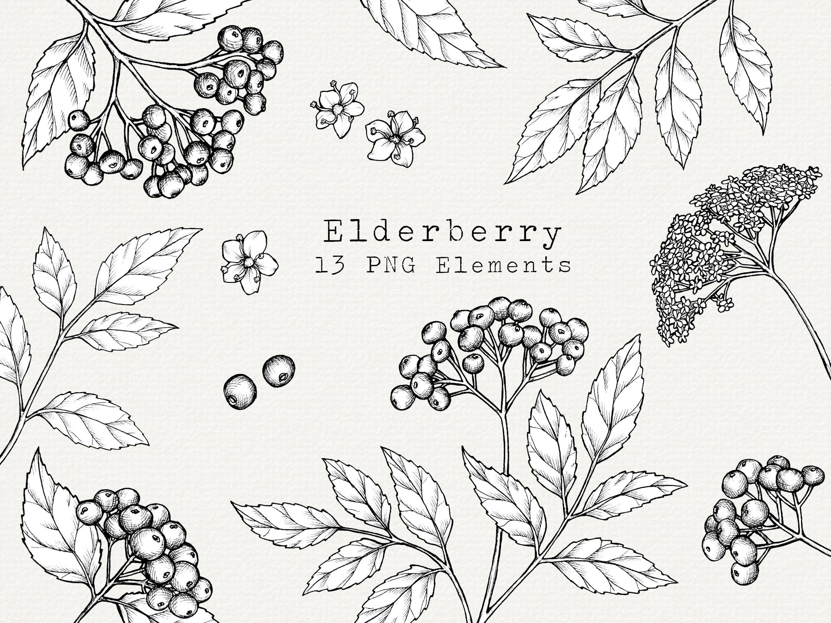 Elderberry PNG Clip Art, Hand Drawn Elderberries Illustration, Medicinal Plant Line Art, Herb Botanical Clipart, Commercial Use graphics