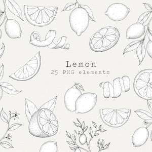 Lemon PNG Clip Art, Hand Drawn Illustration, Citrus Line Art, Lemons Drawing, Kitchen Clipart For Labels, Branding, Logo, Commercial Use