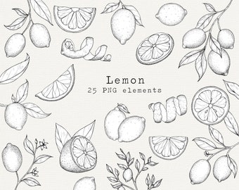 Lemon PNG Clip Art, Hand Drawn Illustration, Citrus Line Art, Lemons Drawing, Kitchen Clipart For Labels, Branding, Logo, Commercial Use