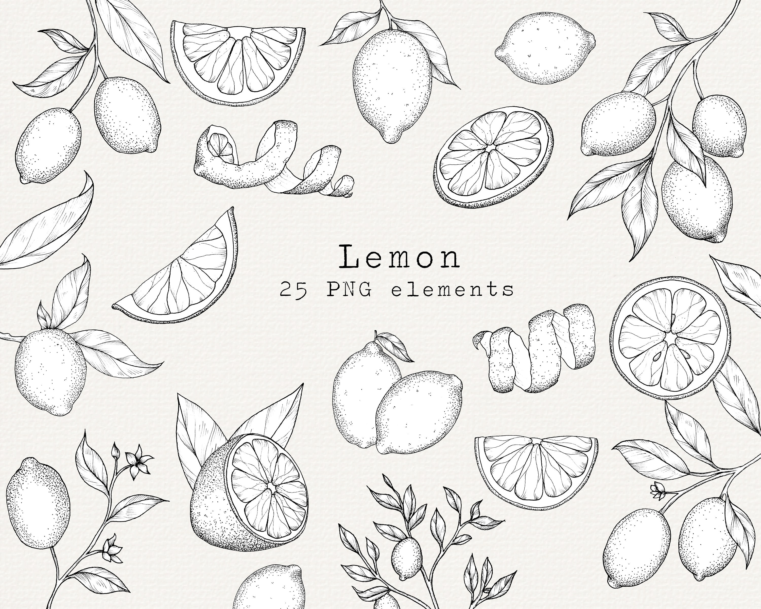 Lemon Drawing how-to-draw-a-lemon-easy-step-by-step