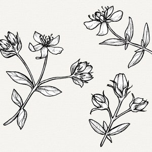 St Johns Wort Botanical Line Art, Floral PNG Clipart, Herb Illustration ...