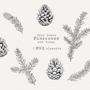 Clipart pomme de pin, clipart Noël dessiné à la main, dessin de pin, pomme de pin PNG, dessin au trait botanique de Noël, Illustration vintage, vacances