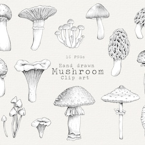 Paddestoel illustraties, zwart-witte paddestoel illustraties, paddenstoel PNG voor commercieel gebruik, botanische vintage illustratie, hoge resolutie zeer fijne tekeningen