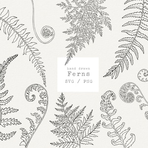 Fern Svg, Hand Drawn Fern Svg, Botany Illustration, Fern Clipart, Cricut Cut File, Vector Graphics, Leaves Decal, Botanical Svg