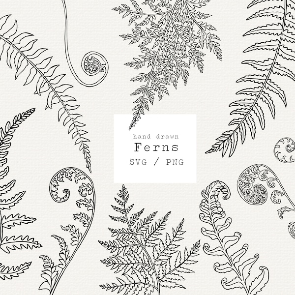 Fern Svg, Hand Drawn Fern Svg, Botany Illustration, Fern Clipart, Cricut Cut File, Vector Graphics, Leaves Decal, Botanical Svg