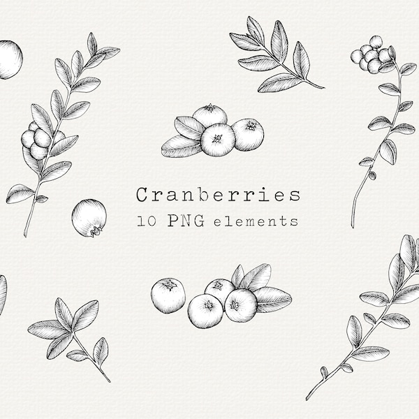 Cranberry PNG Clip Art Bundle, Hand Drawn Cranberries Illustration, Cranberry Plant, For Labels, Commercial Use, Vintage Style Line Drawing