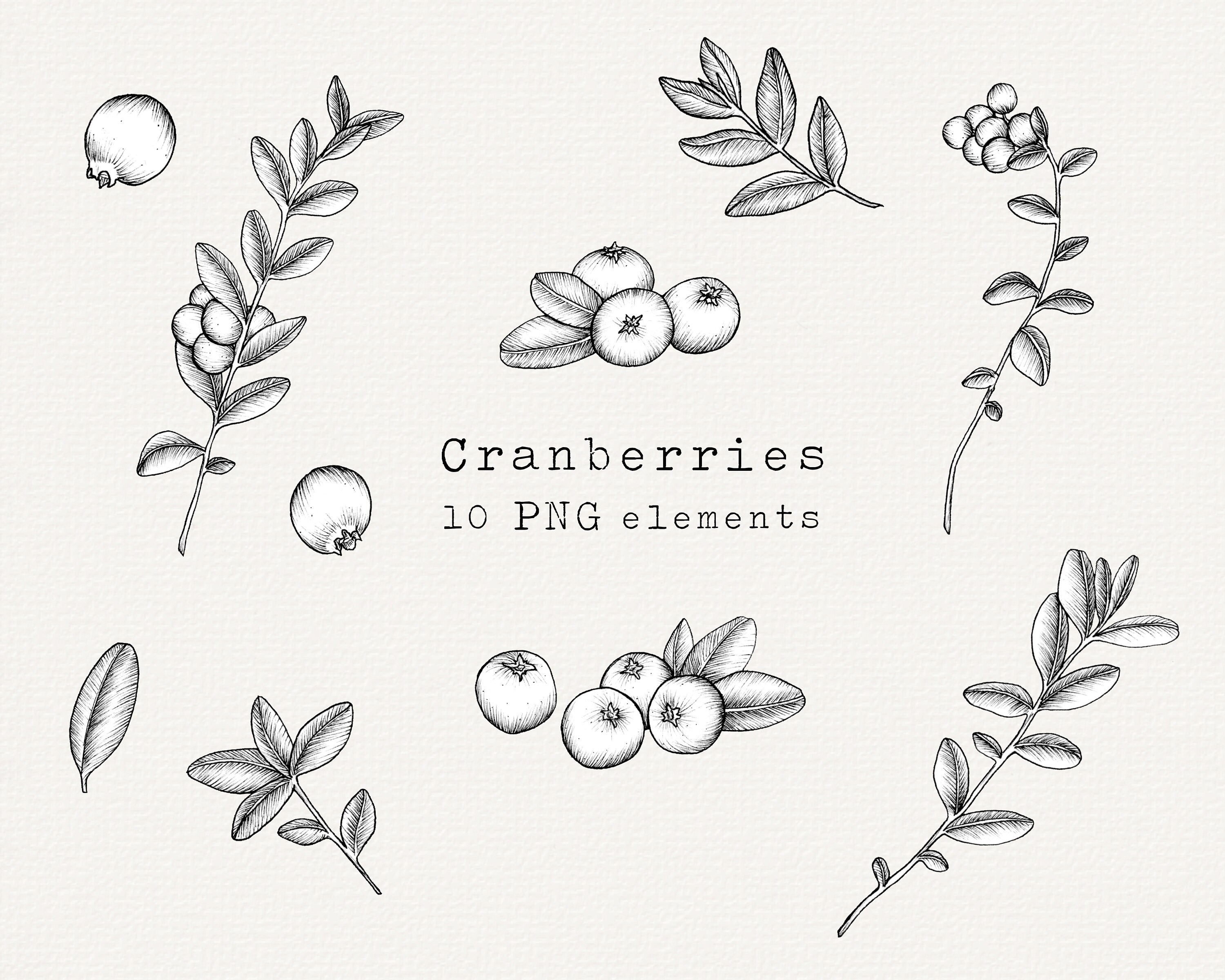 Cranberry PNG Clip Art Bundle Hand Drawn Cranberries Etsy