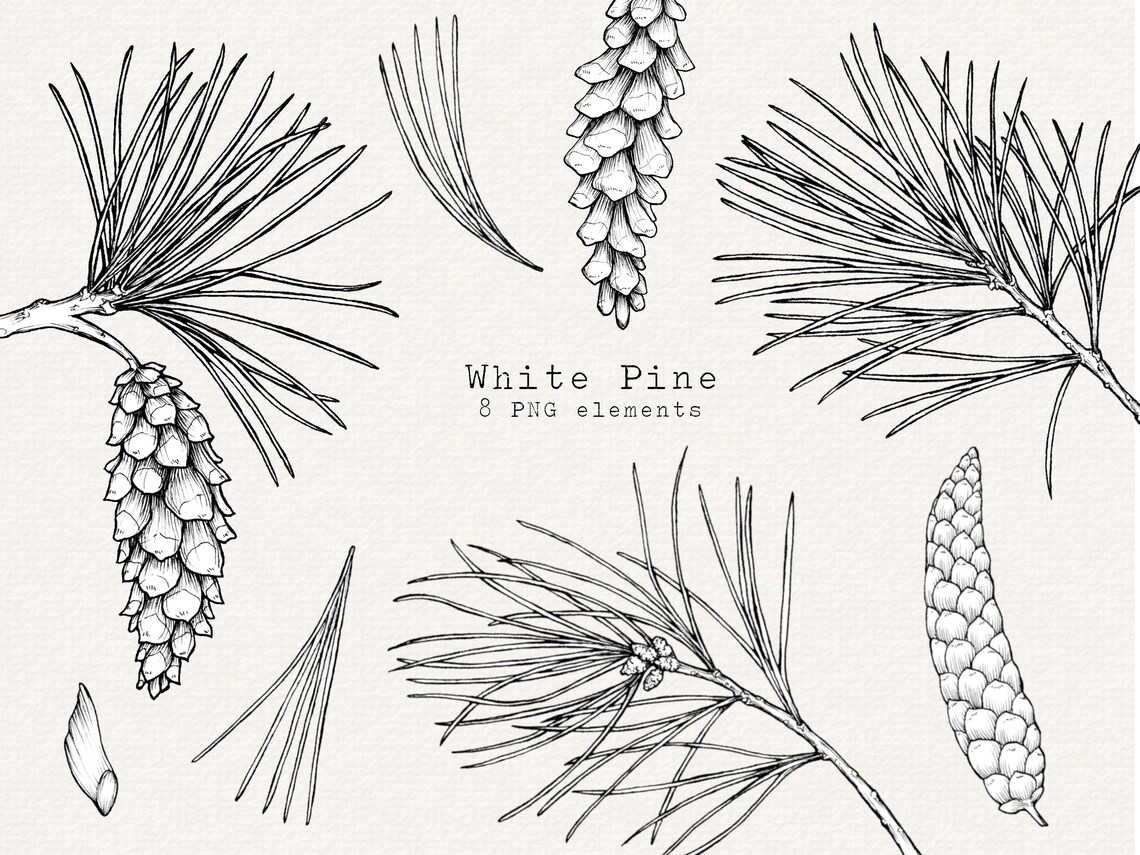 White Pine Botanical Line Art, Pinecone & Branch Illustrations (PNG ...