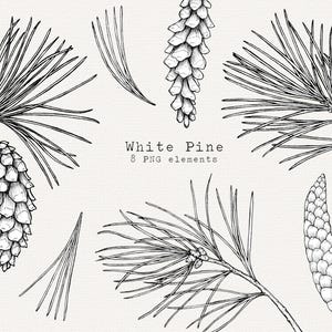 White Pine PNG Clip Art, Agulhas de pinheiro desenhadas à mão, Ilustração de clipart de pinha, Elementos de árvore perene, Esboço para uso comercial