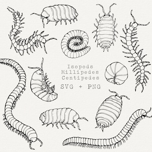 May include: A monochrome illustration featuring several arthropods: woodlice, millipedes, and centipedes. The image includes the text "Isopods, Millipedes, Centipedes, SVG + PNG".