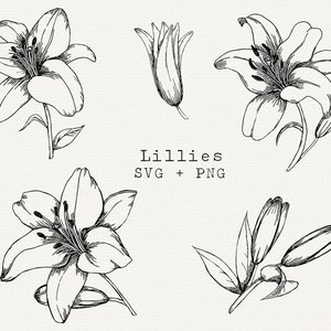 Lilly SVG, Lilly Flower Vector, Instant Download, Outline for Die Cut, Cut File, Floral line Art Clip Art, White Lillies Illustration