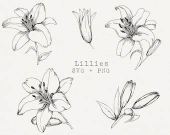 Lilly SVG, Lilly Flower Vector, Instant Download, Outline for Die Cut, Cut File, Floral line Art Clip Art, White Lillies Illustration
