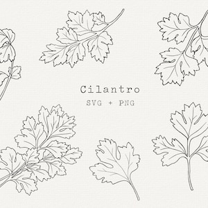 Cilantro SVG Clip Art, uso comercial, ilustração vetorial de planta de coentro, arte de linha de ervas, desenho de coentro, jardim de ervas, arquivo de corte Cricut