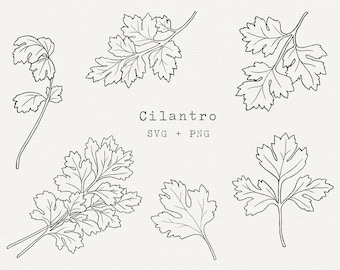 Cilantro Line Art SVG PNG, Herb Clipart, Botanical Illustration, Kitchen Decor, Digital Download