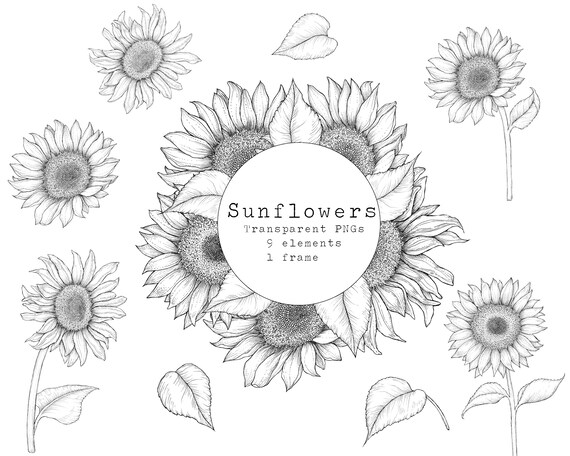Free Free 324 Outline Simple Sunflower Clipart SVG PNG EPS DXF File