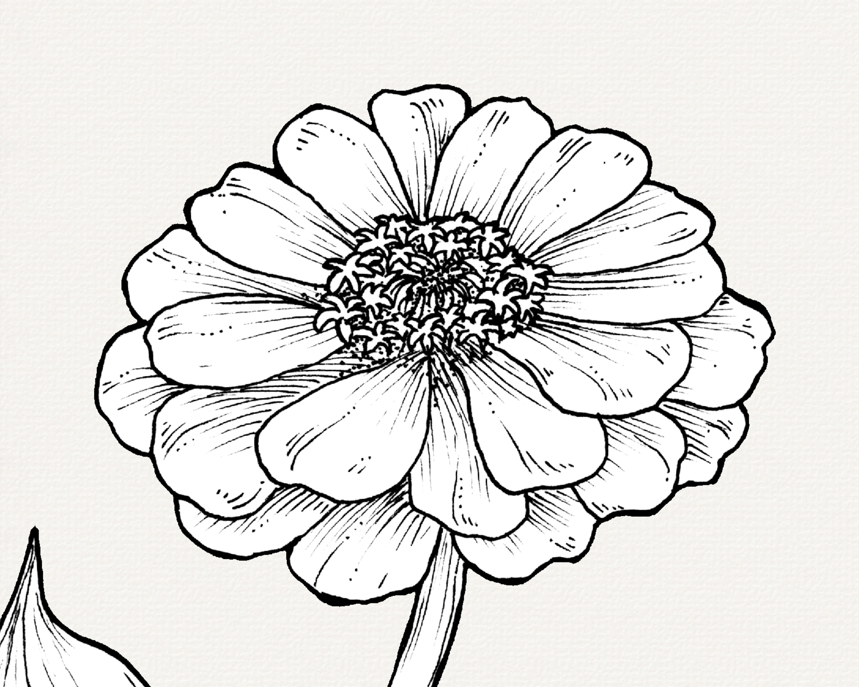 Hand-drawn Zinnia Flower Line Art, Botanical Illustration (PNG Clip Art ...