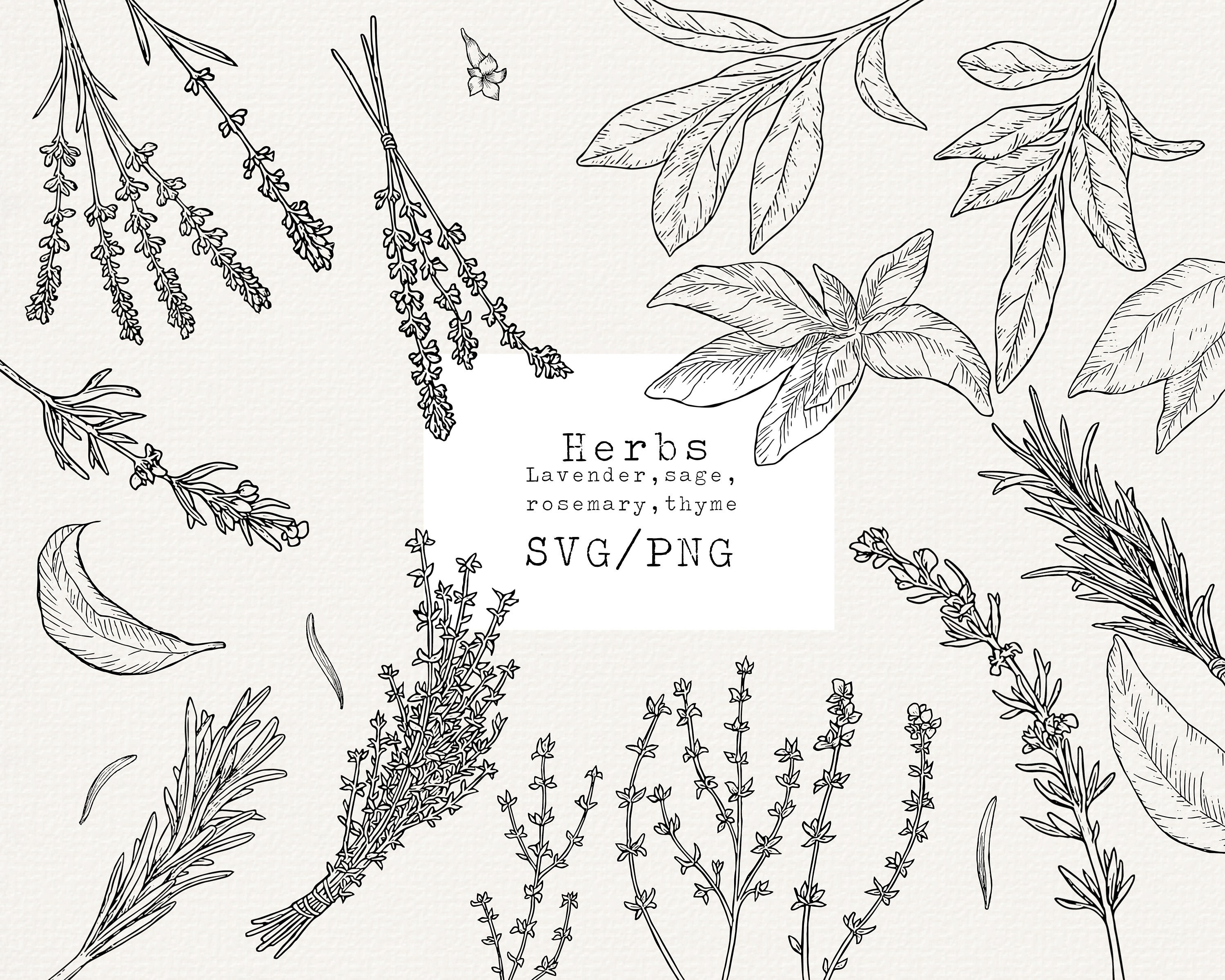 Herb Svg Herb Svg File Herb Svg Bundle Culinary Herbs Etsy