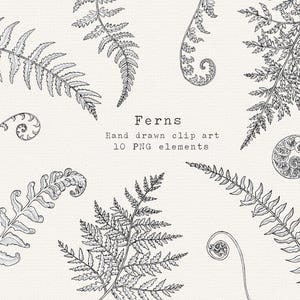 Fern clipart, handgetekende Fern lijntekeningen, zwart-wit botanische clipart, Fern illustratie, commercieel gebruik groen, bos verlaat bruiloft