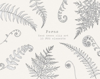 Fern Clipart, Hand Drawn Detailed Line Art (PNG)