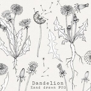 May include: A black and white line drawing illustration of a dandelion plant with multiple stems, leaves, and flowers in various stages of bloom. The illustration includes a dandelion with seeds blowing in the wind. The text "Dandelion Hand drawn PNG" is at the bottom of the image.