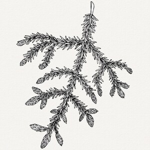 Handritad illustration av grantips, botaniska PNG-element, clip art för tallträd bild 6
