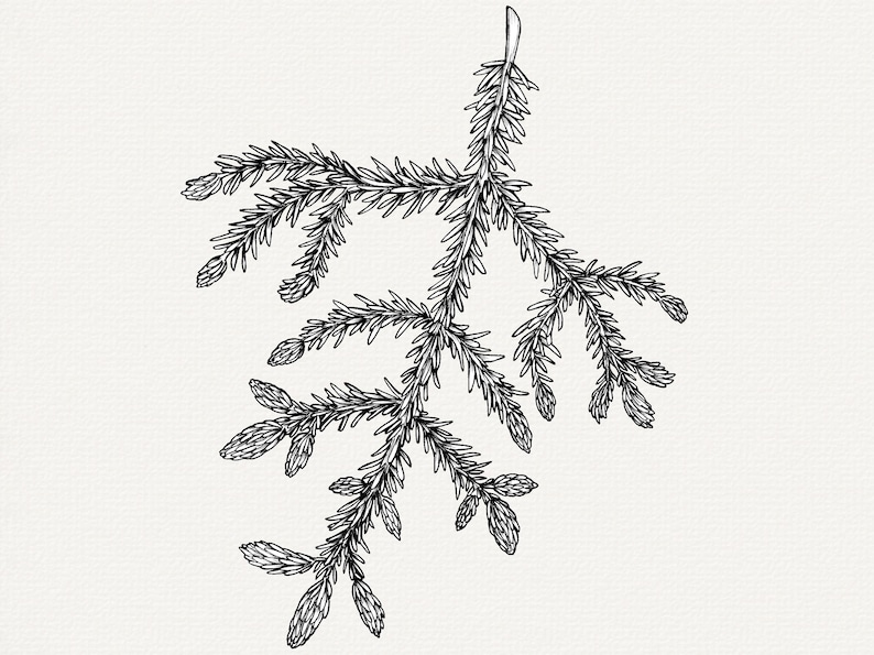 Handritad illustration av grantips, botaniska PNG-element, clip art för tallträd bild 6