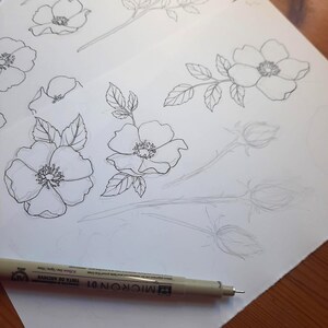Wild Rose Line Art SVG, pacchetto di illustrazioni floreali (SVG e PNG) immagine 3
