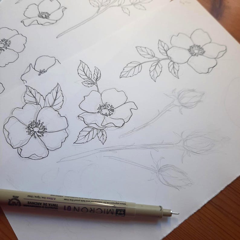 Wild Rose Line Art SVG, pacchetto di illustrazioni floreali (SVG e PNG) immagine 3
