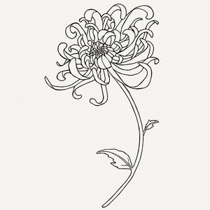 May include: A black and white line drawing of a single chrysanthemum flower with a long stem and leaves.