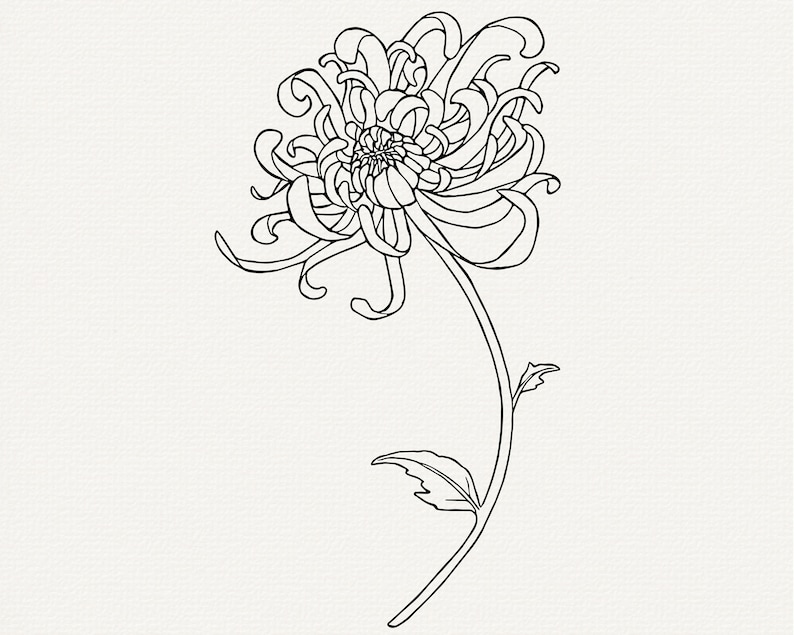 May include: A black and white line drawing of a single chrysanthemum flower with a long stem and leaves.