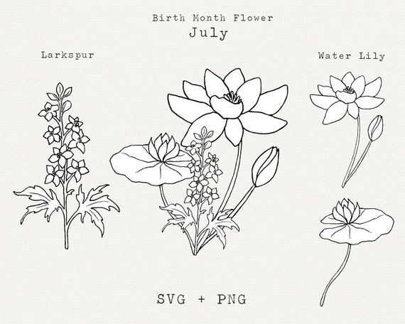 Water Lily Svg Lilly Pad Svg Larkspur Svg July Birth Month Etsy