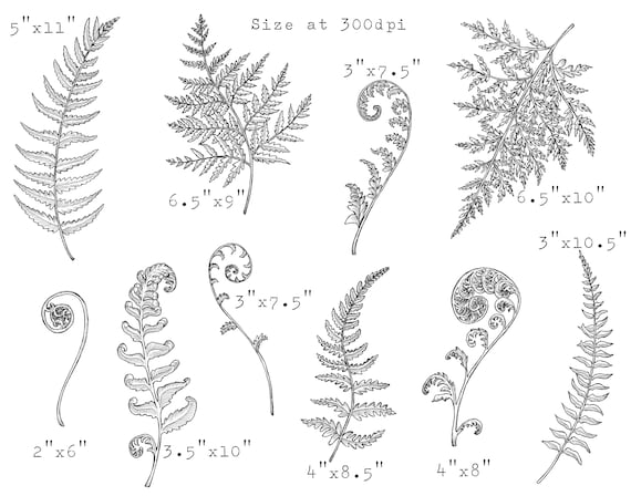 Fern Clipart, Hand Drawn Fern Line Art, Black and White Botanical Clipart,  Fern Illustration, Commercial Use greenery, forest leaves wedding, حجم الصورة 570x448