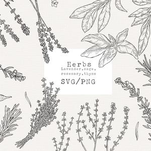 Herb Svg, Herb Svg File, Herb Svg Bundle, Culinary Herbs Vector, Svg Plants, Herbs Illustrations, Rosemary, Thyme, Sage, Lavender, Line Art