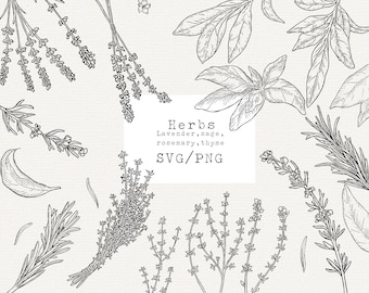 Herb Svg, Herb Svg File, Herb Svg Bundle, Culinary Herbs Vector, Svg Plants, Herbs Illustrations, Rosemary, Thyme, Sage, Lavender, Line Art