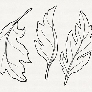 May include: Three black and white line drawings of leaves. The leaves are stylized and have a detailed vein pattern.