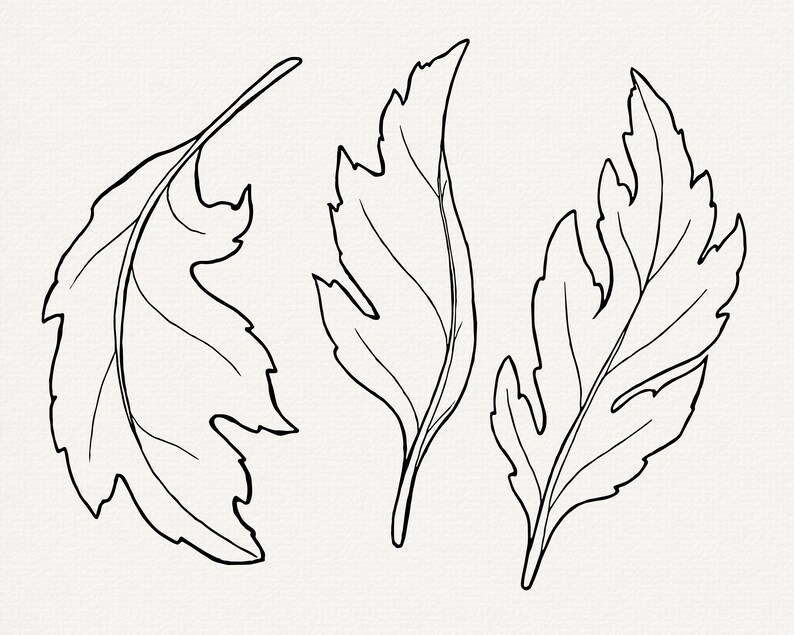 May include: Three black and white line drawings of leaves. The leaves are stylized and have a detailed vein pattern.