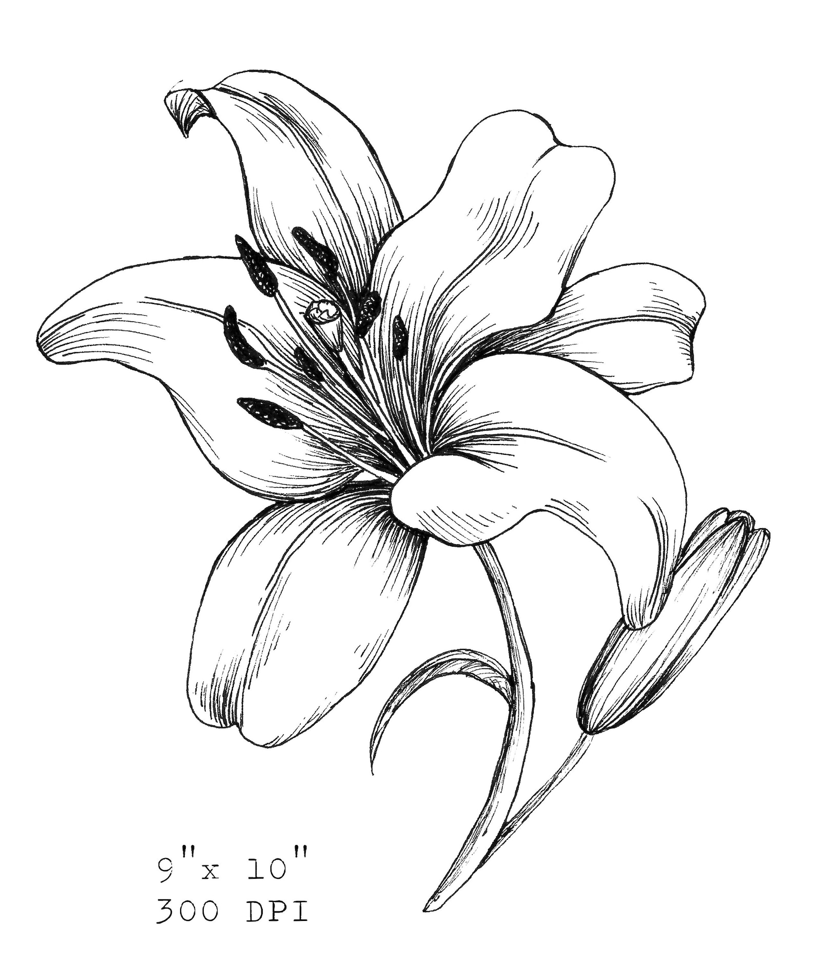 Lily Clipart Lily PNG Black and White Floral Clipart Lily | Etsy