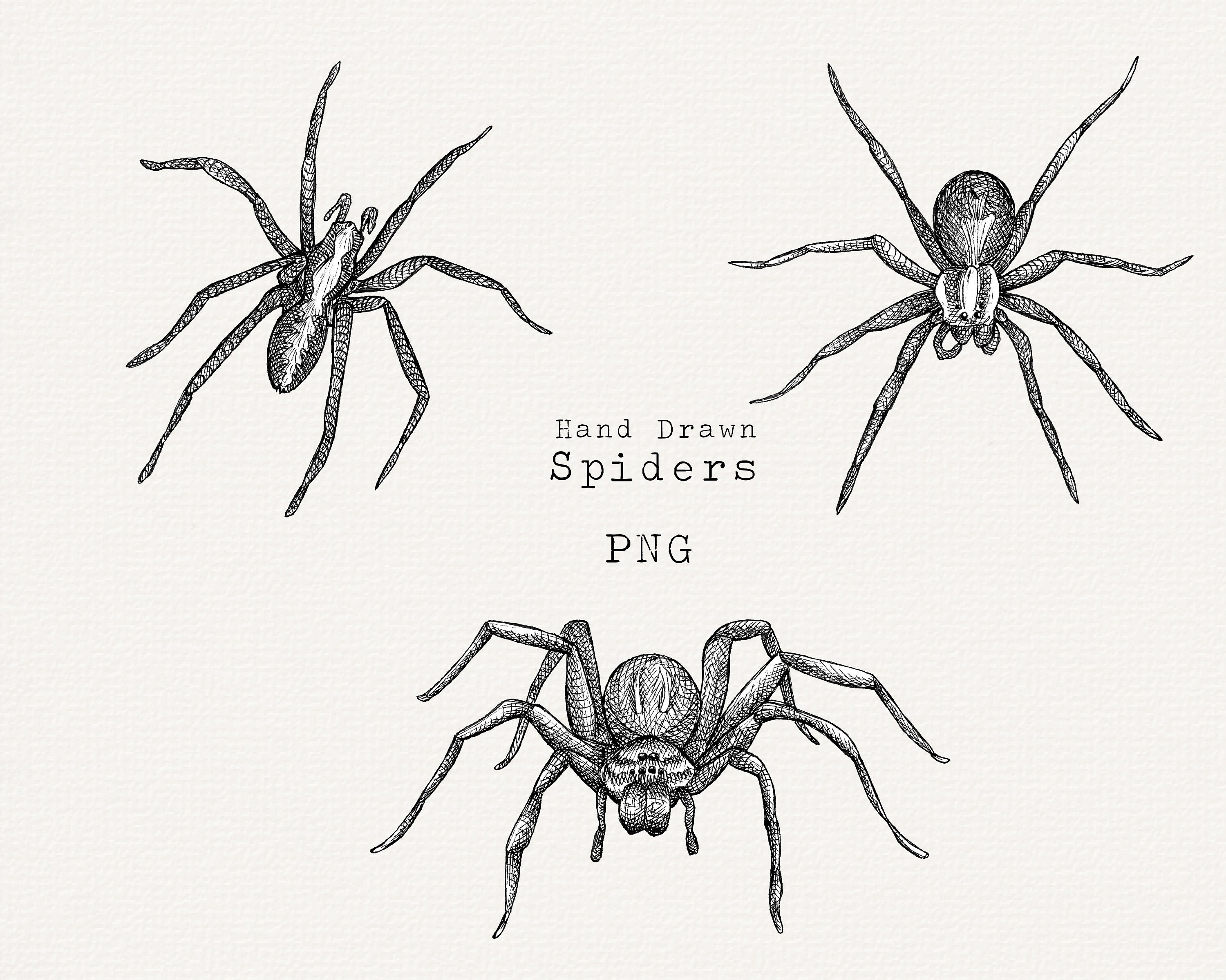 Realistic Spider Drawing/Pencil Shading and Sketching/Art/Halloween