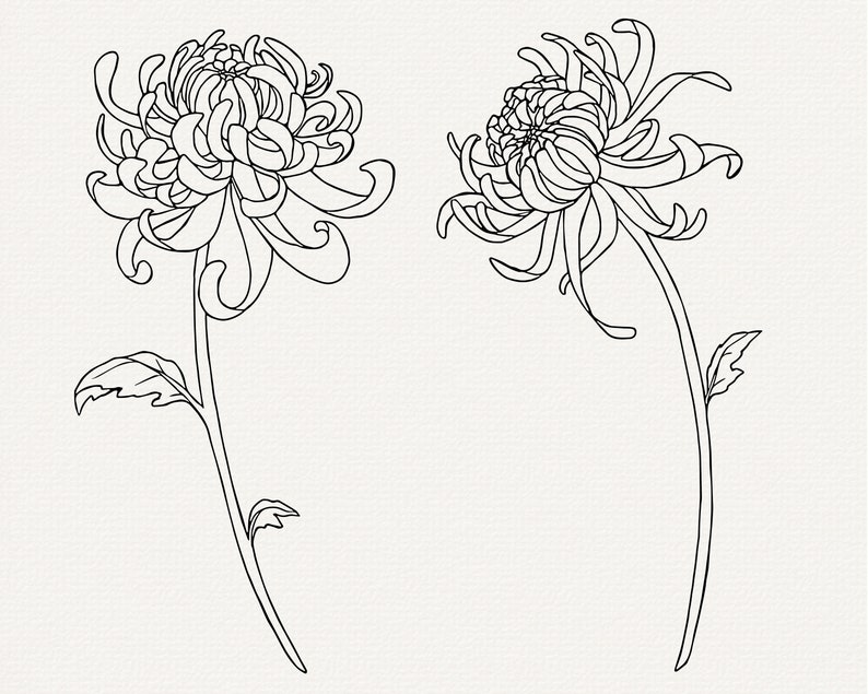 May include: Two black and white line drawings of chrysanthemum flowers. The flowers are drawn in a detailed style with many petals. The flowers are on stems with leaves.
