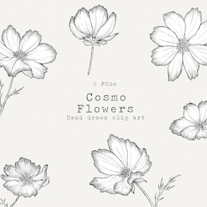 Cosmos Flower Clipart, Spring Clipart, Floral Clip Art For Wedding Invitation, Hand Drawn Botanical Clip Art, Cosmos Flowers Line Art