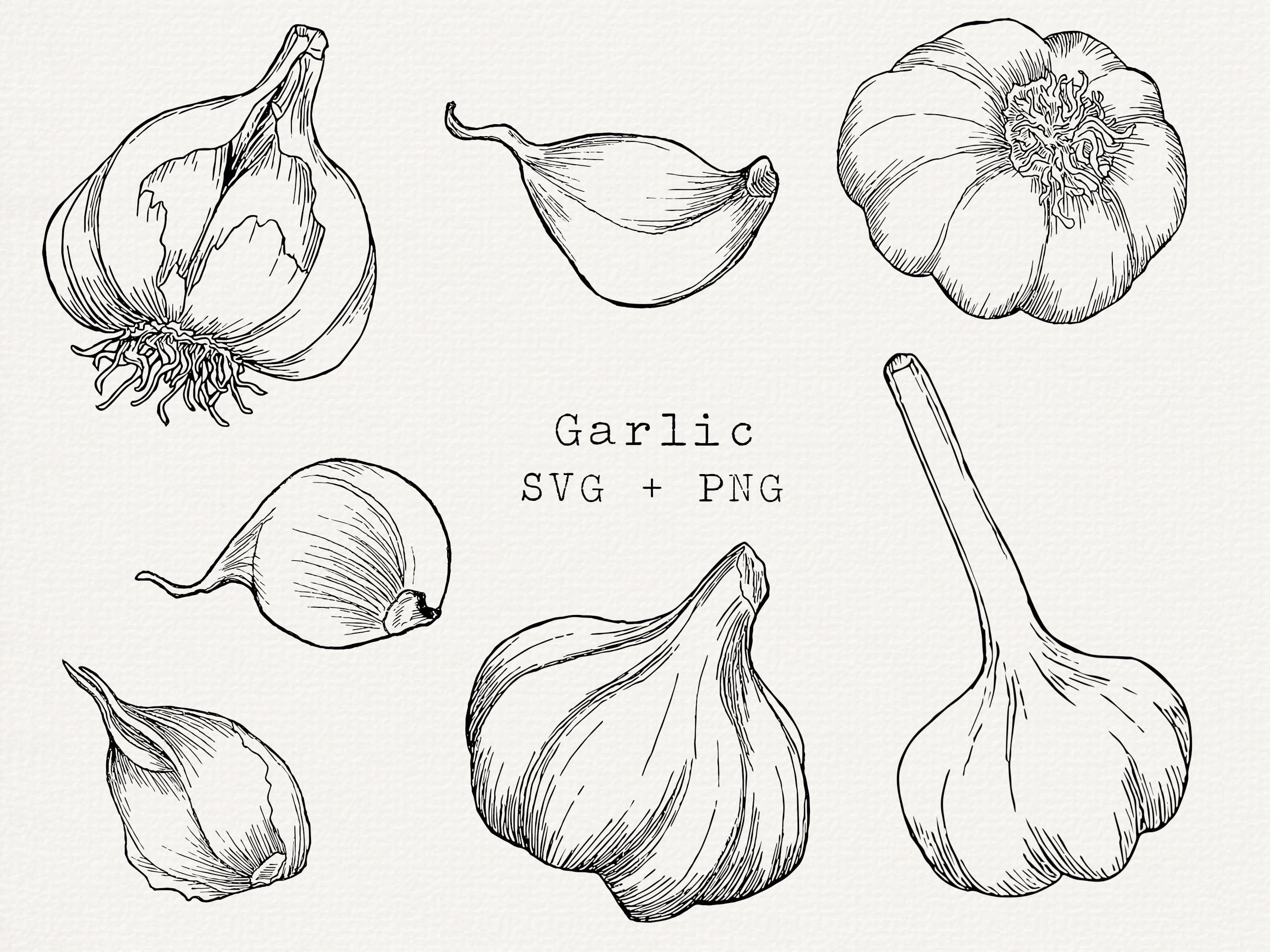 Buy Garlic SVG, Garlic Vector Graphics, Garlic Clove SVG, Kitchen SVG,  Garlic Logo, Cut File for Labels, Gardening, Kitchen Decor Online in India  - Etsy, image size:2667x2000