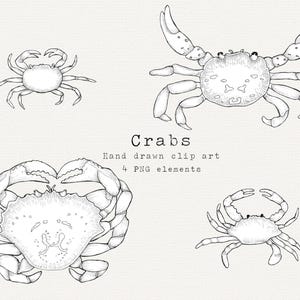 Clip Art De Caranguejo, Clipart De Caranguejo Desenhado à Mão, Clipart De Criatura Marítima Vintage, Arte De Linha De Praia, Ilustração Náutica, Contorno De Caranguejo, Criaturas Marinhas PNG