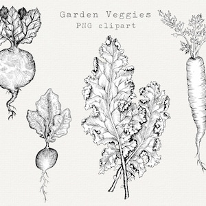 Veggie Clipart, Garden Vegetables Clipart, Couve, Beterraba, Cenoura, Vegan Clip art, Hand Drawn Line Art, Download Digital Instantâneo, Preto e Branco