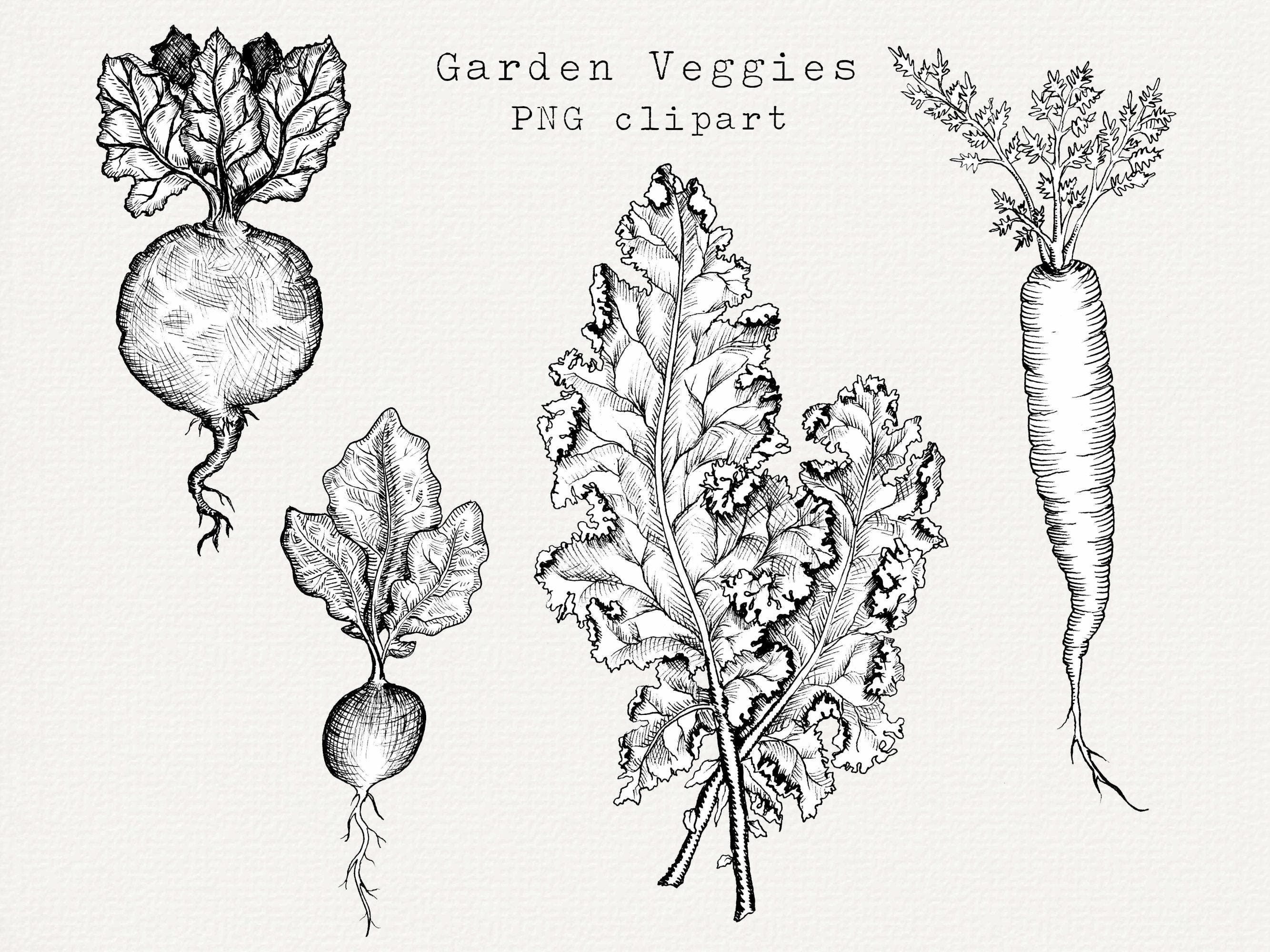 Leafy Vegetables Clipart Black And White
