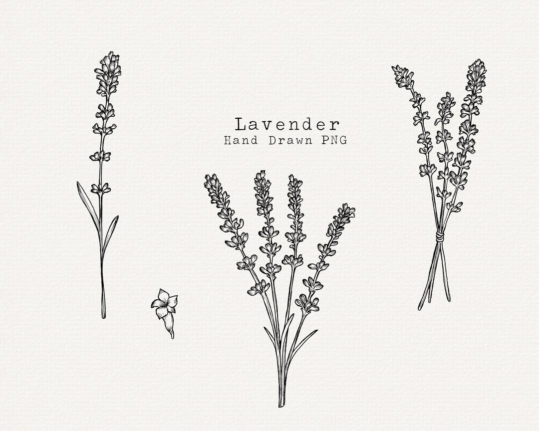 Lavender flowers sketch. hand drawn engraving vintage illustration. black  and white color. white background. Lavender flowers | CanStock