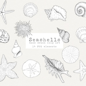 Seashells Clipart, Hand Drawn Nautical Clip Art, Ocean Clip Art, Seashell Illustration, Shell Digital Stamp, Conch, Starfish, Sand Dollar