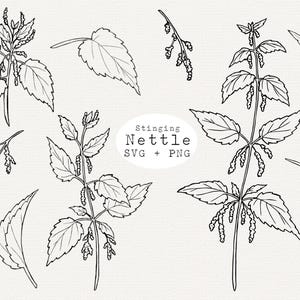 Ortie piquante SVG, illustration d'art clipart ortie dessiné à la main, dessin au trait botanique, fichier de coupe Cricut, dessin au trait simple, usage Commercial